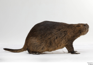 Nutria whole body 0009.jpg